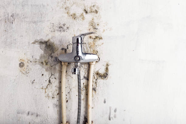 Best Preventive Mold Services in Marlboro Meadows, MD