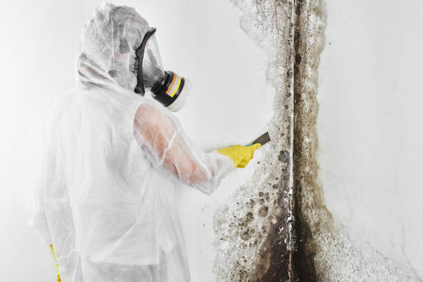 Best White Mold Remediation in Marlboro Meadows, MD