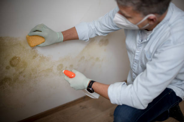 Professional Mold Remediation in Marlboro Meadows, MD