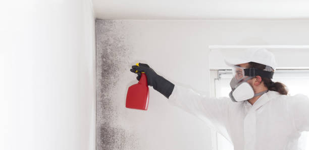 Best Post-Flood Mold Remediation in Marlboro Meadows, MD