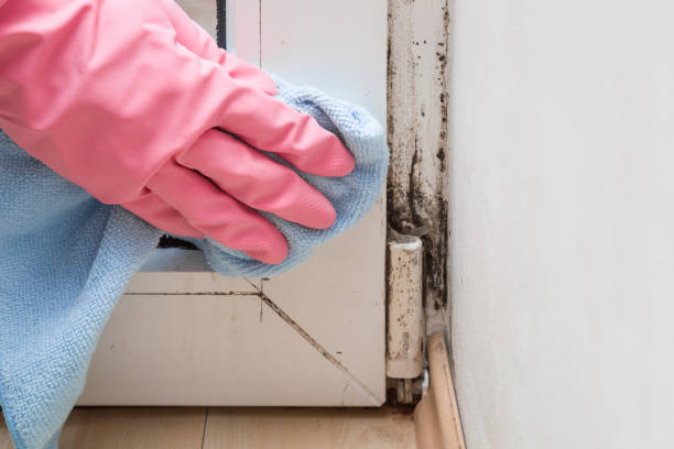 Best HVAC Mold Remediation in Marlboro Meadows, MD