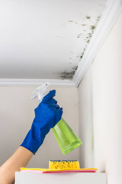 Best Black Mold Remediation in Marlboro Meadows, MD